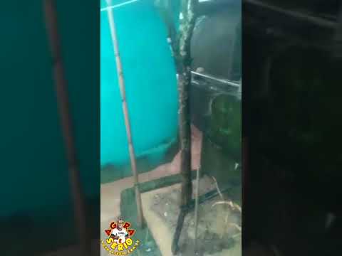 Enchente invade a casa do Nenê na Favela do Justinos
