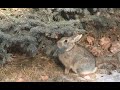 How bunny rabbits stay warm