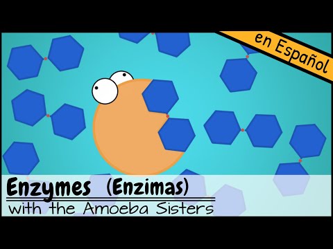 Enzimas