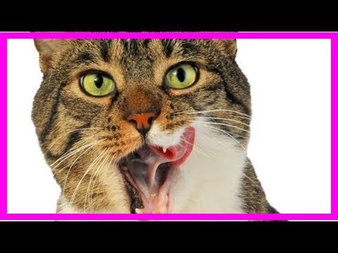 Gingivitis in cats: causes and treatment