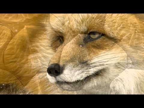 Trance Foundations 015 (2011 Megamix)