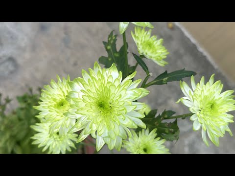 #Chrysanthemum Collection From My Terrace Garden #chrysanthemum #flowers #guldaudi #beautiful #new