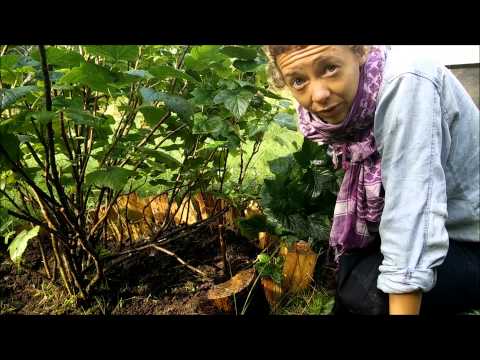 Så gör du en avläggare på en vinbärsbuske!