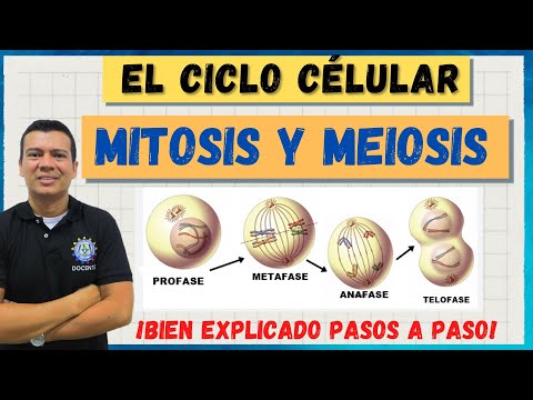 THE CELL CYCLE: MITOSIS AND MEIOSIS. WONDERFUL, WELL EXPLAINED