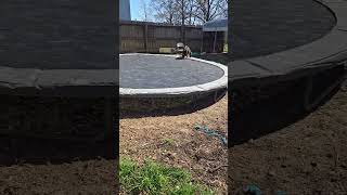 Video preview image #1 German Shepherd Dog Puppy For Sale in Jackson, MS, USA