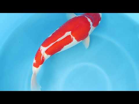 JKS Online Auction: 22nd JKS-AC 22-37 - 3Y Kohaku 64 cm Female