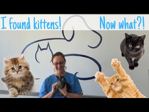 What To Do If You Find Kittens Outside