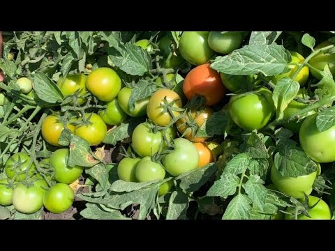 #syngenta new #tomato bahoo(3141) at #anand #Gujarat