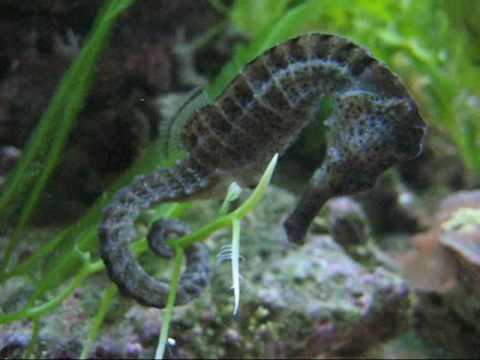 Sjöhästar på Sjöfartsmuseet Akvariet