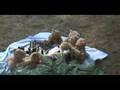 Teddy Bears' Picnic