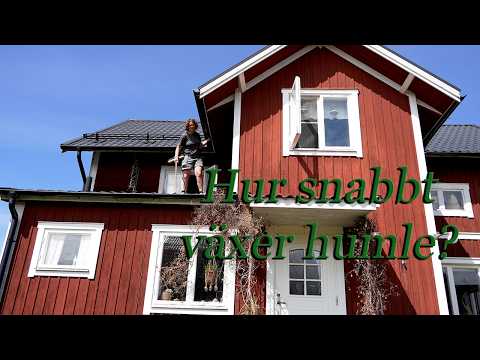 Hur snabbt växer humle? Månadsuppföljning!