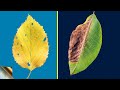 TOP 10 REASONS FOR LEAF YELLOWING AND LEAF BURNING / BROWNING WITH TREATMENT ??