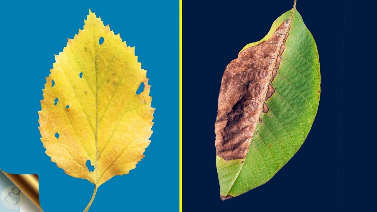 Why are my trees leaves turning yellow or brown? Zandex