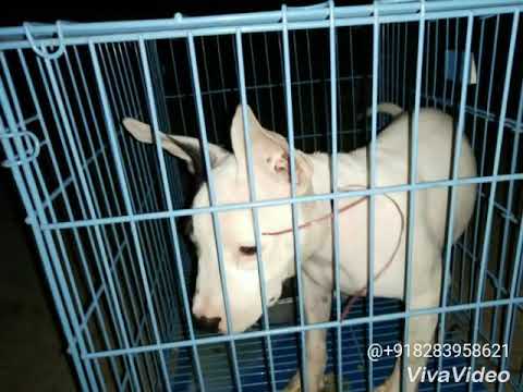Female pitbull on sale//Rs 5000//limited offer only 1 left cl 8283958621