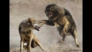 Lone Wolf vs 3 Tibetan Mastiffs!!!