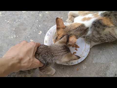 Rescue Mother Cat Eating Cat Food Of Stray Kittens