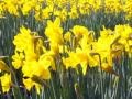 The Daffodils - Poem (illustrated) - by William ...