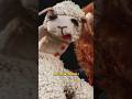 Why Lamb Chop Lives on Today #shorts #lambchop #puppets #tvshows
