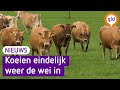 Koeien mogen eindelijk de wei weer in, 'ze hadden er zin in'
