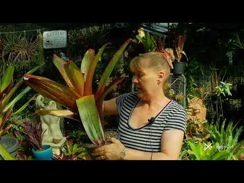 Bromeliad Growing Part 2 Alcantarea