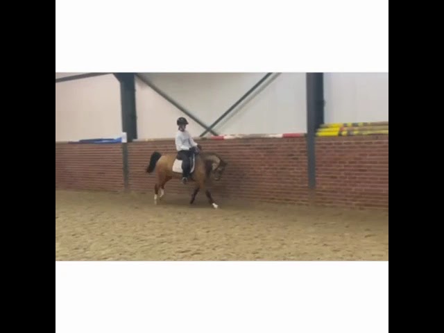 Magnifique ponette Isabelle de 6 ans 