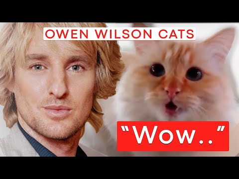 Owen Wilson Cats