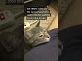 Grey Tabby Cat Obsessed With Mom Armpit Shorts