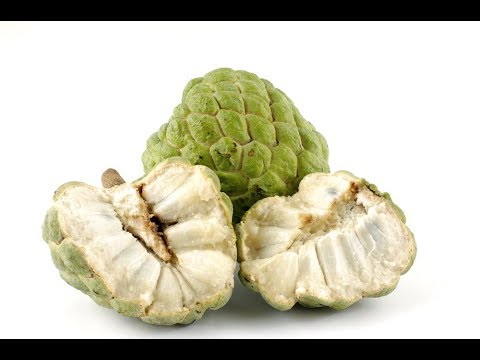 download lagu mp3 mp4 Custard Apple Pulp Recipe, download lagu Custard Apple Pulp Recipe gratis, unduh video klip Custard Apple Pulp Recipe