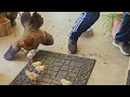 Momma Hen Defending Her Chicks