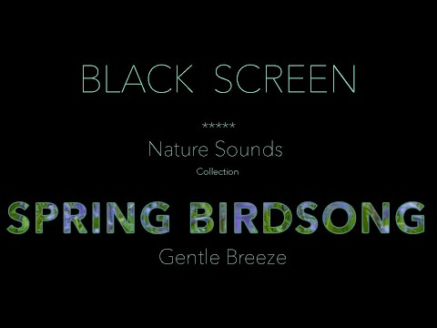 Forest Birds Chirping/Singing Nature Sounds Black Screen-Dark Screen-Relaxing Sleeping Sound Effect