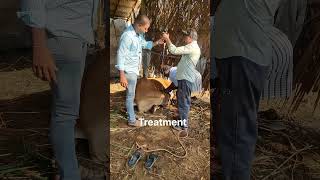 Downer cow Syndrom #cattle #cow treatment#Recovery