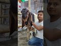 Beautiful Goat Video