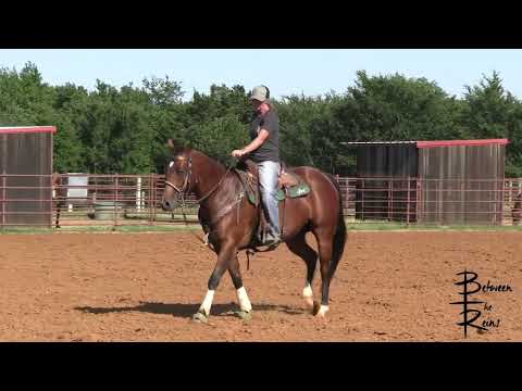 Training Your Horse to Rate the Barrel Correctly