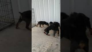 Video preview image #8 Rottweiler Puppy For Sale in RIEGELWOOD, NC, USA