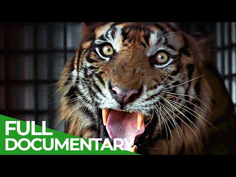 The Sumatran Tiger The Last of Their Kind