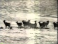 Classic Sesame Street Films Feeding Cows Elk In Winter