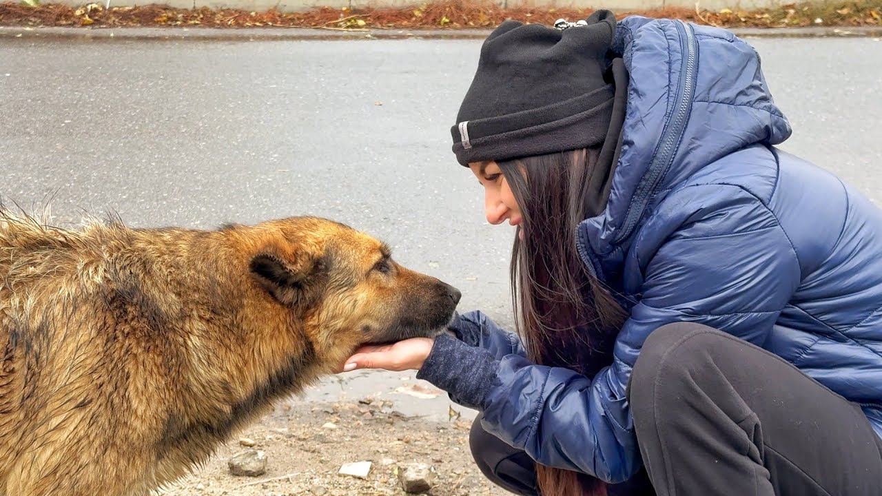 Poor Dog was Abandoned and Unhappy Until This Moment