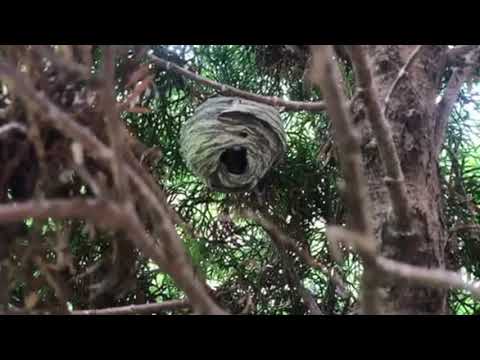 Bald Faced Hornets Nesting in Shrubbery in Matawan, NJ