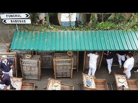 Funchal Downhill Basket Ride, Madeira