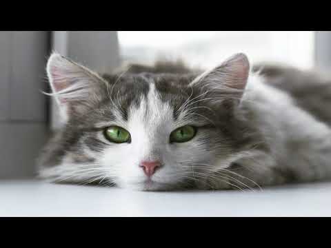Chien et chat trop mignon fond d'ecran