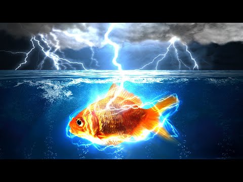 Why Doesn't Lightning Kill All The Fish?