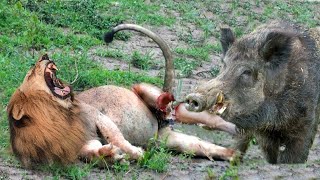 OMG! Lion's Leg Was Bitten Off By Warthog During A Fierce Confrontation Over Protect Baby Warthog