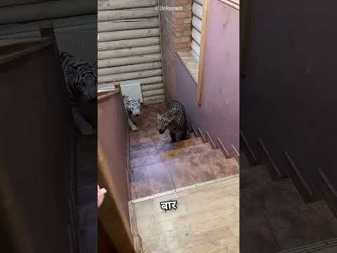 Girl Got Unexpected Friendship of big cats😍