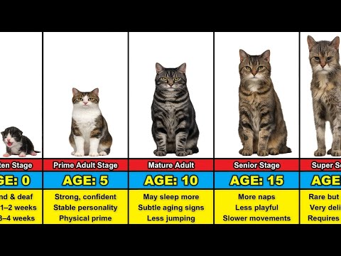 Cat Transformation From 0 to 20 Years Old