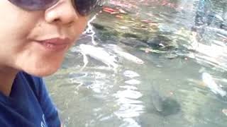 preview picture of video 'Edisi kaki na di rendam di air dingin pemandian jolotundo, trawas mojokerto,,,,adem bingit air na'