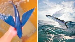 Flying Fish 🐟 It FLIES To Escape!