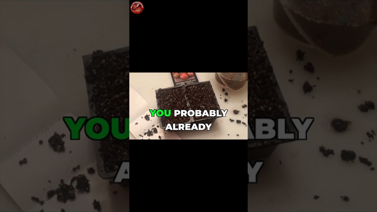 Turn Egg Cartons Into Seed Starters! 🌱 #shorts #gardeninghack