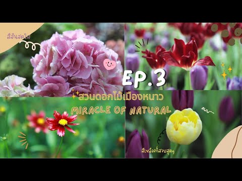 เทคนิคถ่ายรูป \ดอกไม้\ โดดเด่น หน้าชัดหลังละลาย @สวนดอกไม้เมืองหนาว Miracle of Natural