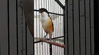 Download lagu cendet jantan gacor, pancingan cendet mp3