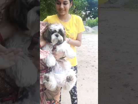 super Doggy 🐕 🐶 😍/#shorts